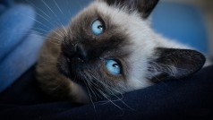 Aplicaciones móviles para amantes de los animales
