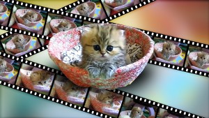 Crea GIF animados de gatos para Facebook, Twitter y foros