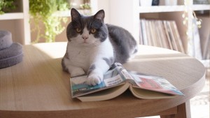 10 cuentas de gatitos que deberías seguir en Tumblr e Instagram