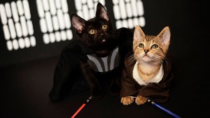 10 gifs de gatos que te harán pasar un día de cine