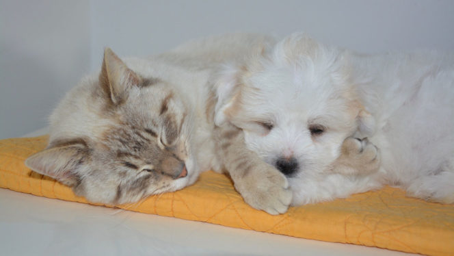 perro-gato