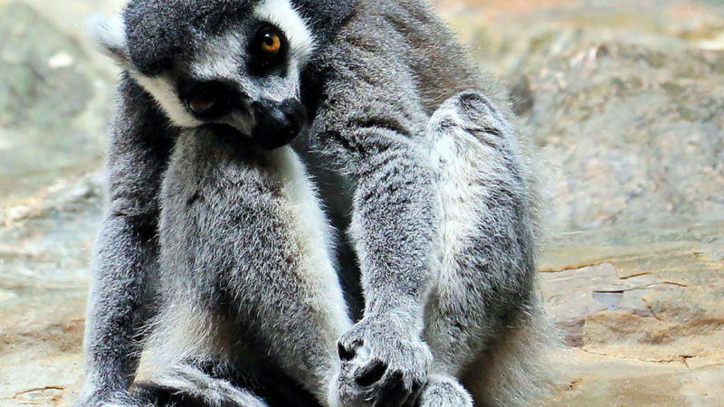Las 10 páginas web más divertidas y extrañas para pasar el rato cuando te aburras