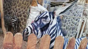 Facebook: Un zoo del Cairo pinta a sus burros para hacerlos pasar por cebras