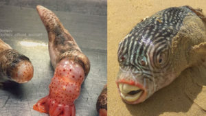 No vas a dormir hoy si ves esta galería de horrendos peces de las fosas abisales