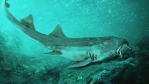 Los científicos bautizan a un tiburón prehistorico con el nombre de un famoso videojuego de marcianitos