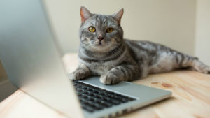 Qué puedes hacer si Windows 10 no arranca