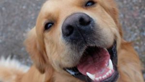 Esta app encuentra perros perdidos gracias a una IA que los identifica por sus huellas nasales