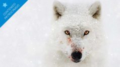 Las 10 mejores películas y series documentales de National Geographic que puedes ver en Disney+