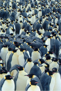 Do not panic the penguins