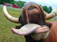 Don't have a cow man! Don't have a cow man!