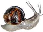 Snail