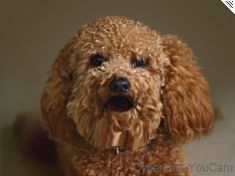 doggy2.jpg