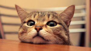 How to make sure your cat uses the litter box