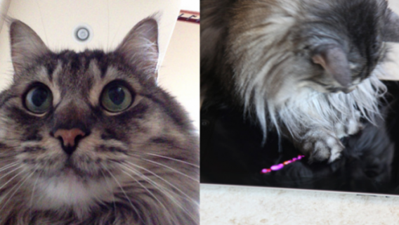 Cat Selfie: tanto va il gatto all’iPhone, che ci lascia l’autoscatto