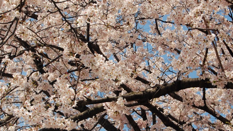 3月におすすめのアプリ-卒業編