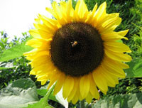 Beautiful Sunflowers Screensaver