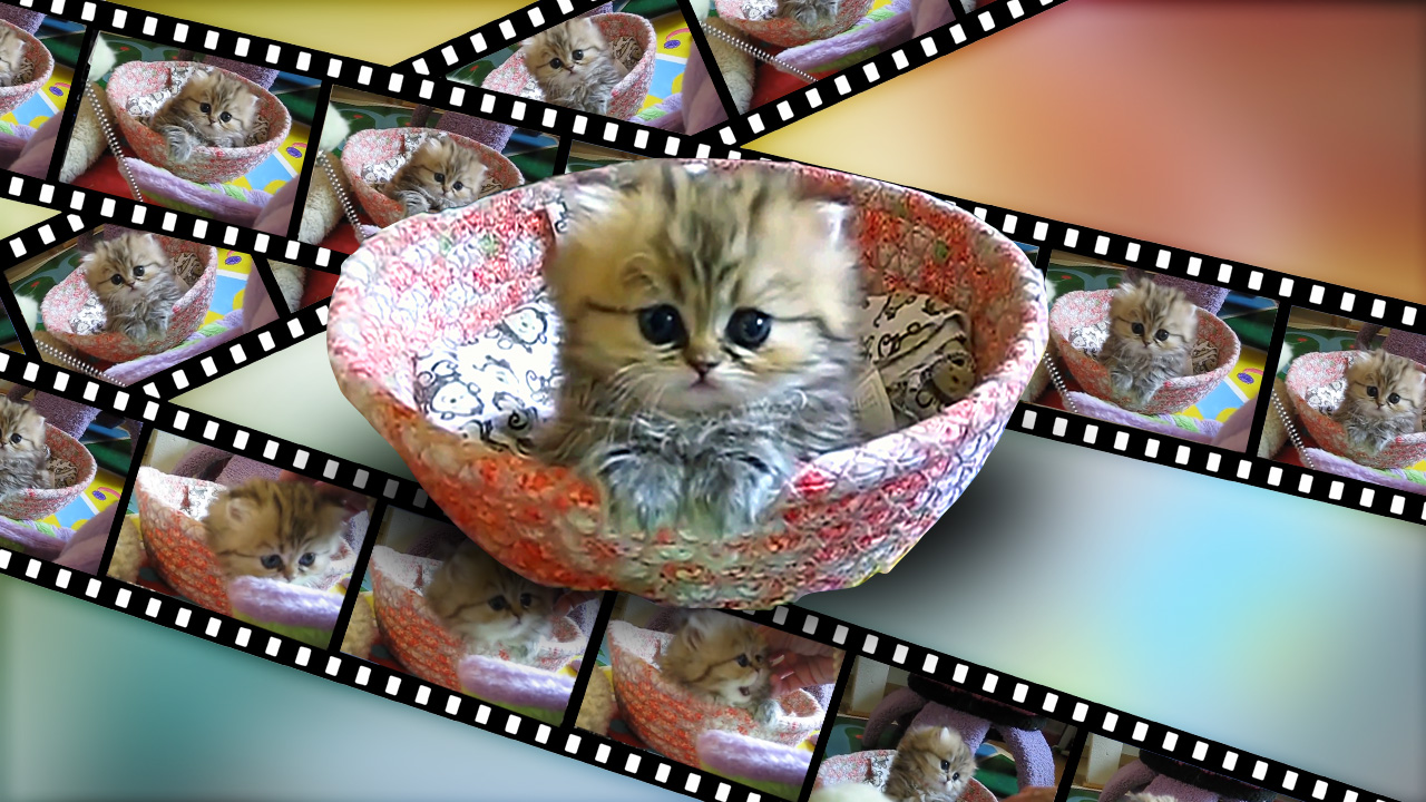 Bild des Artikels: Animierte Katzen-GIFs im …