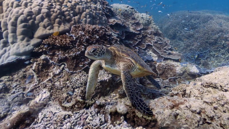 Google Maps Street View lässt Sie am weltgrößten Korallenriff mit Schildkröten schwimmen