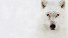 Top 10 National Geographic Dokumentationen, die du auf Disney+ anschauen kannst